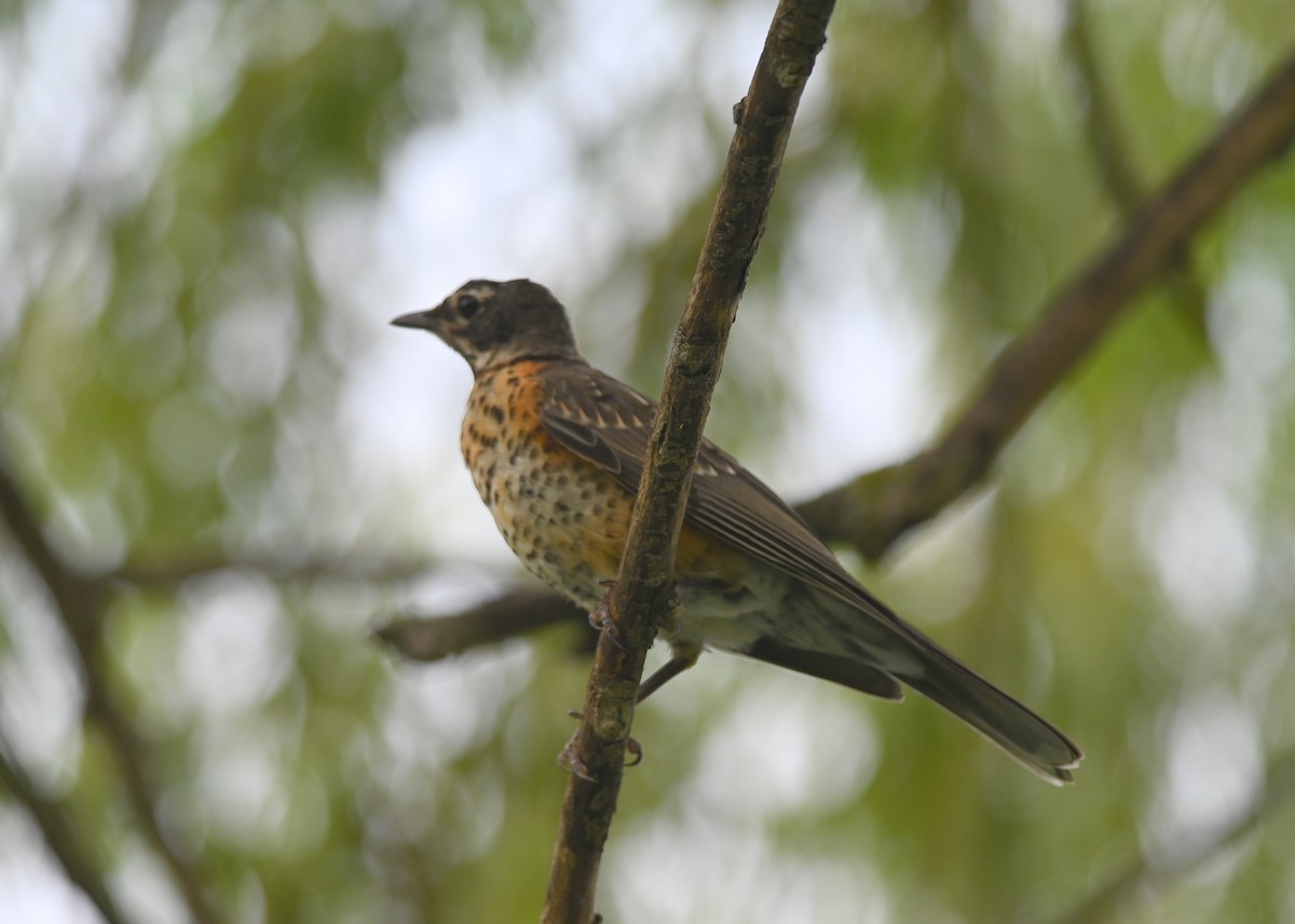 American Robin - ML620776254