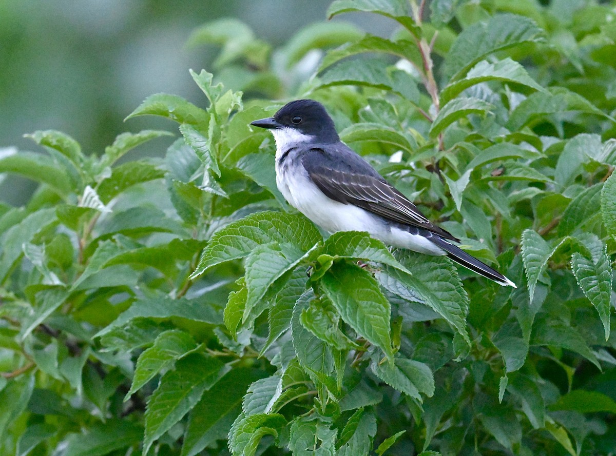 Eastern Kingbird - ML620776256