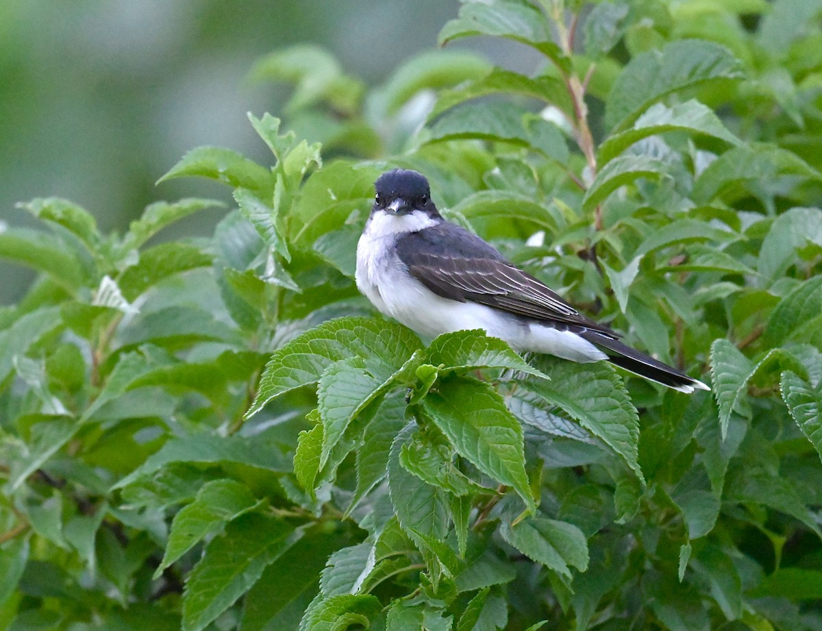 Eastern Kingbird - ML620776257