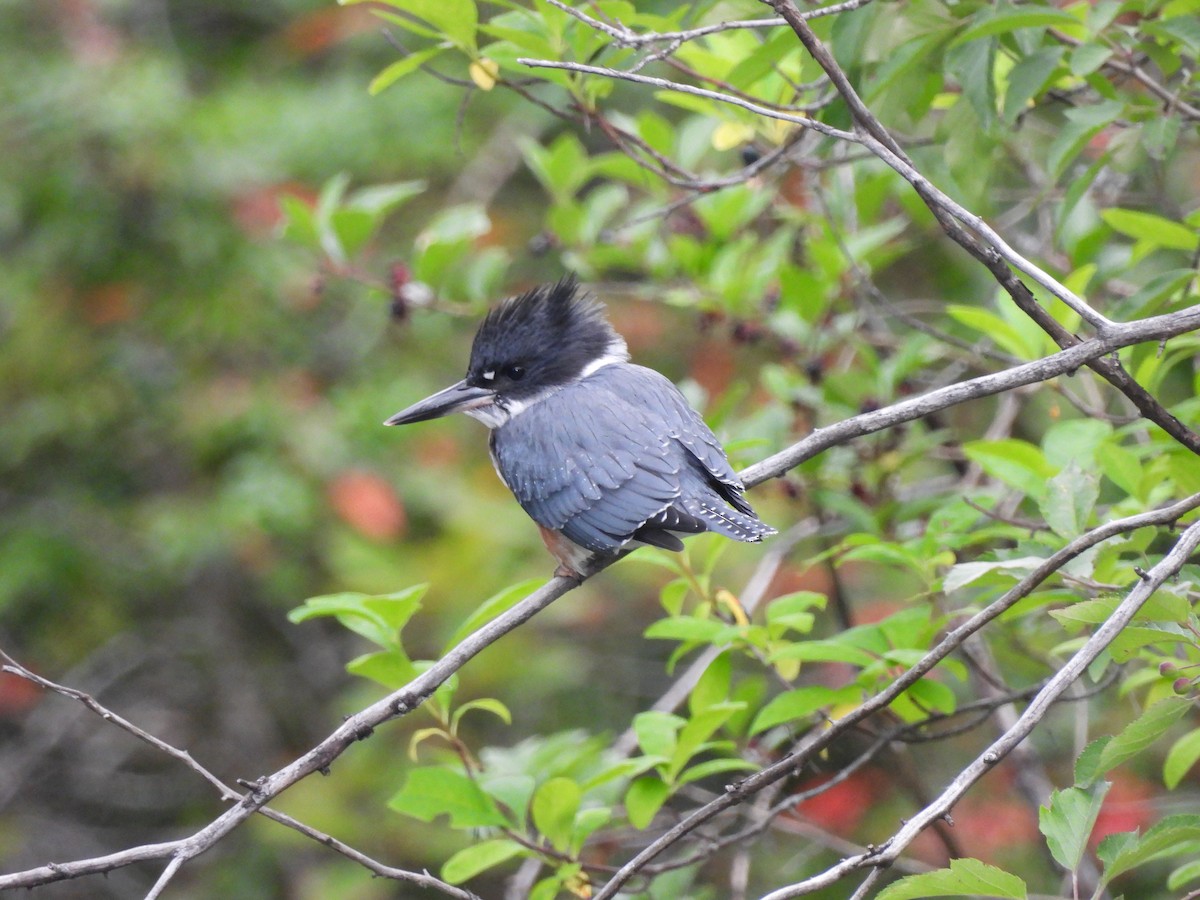 Belted Kingfisher - ML620776258