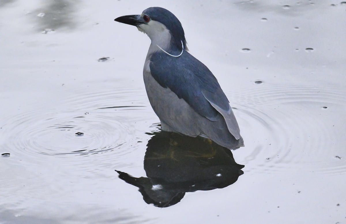 Black-crowned Night Heron - ML620776264