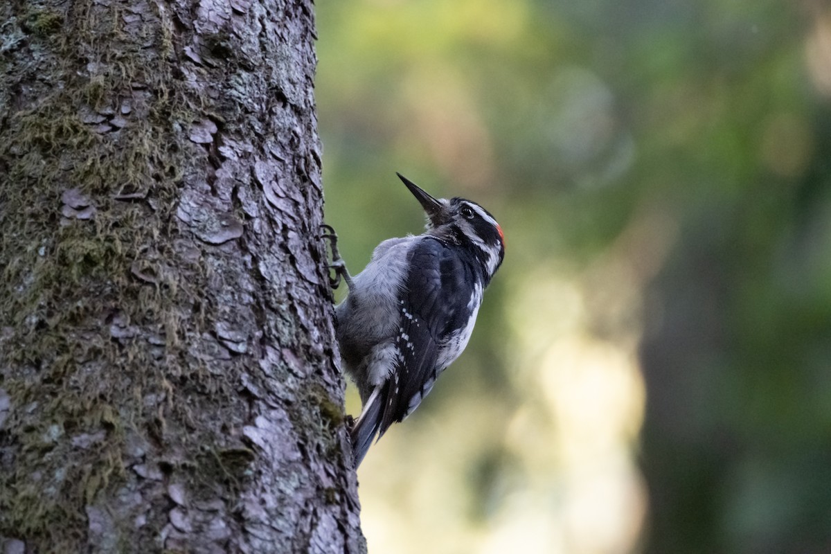 Hairy Woodpecker - ML620776265