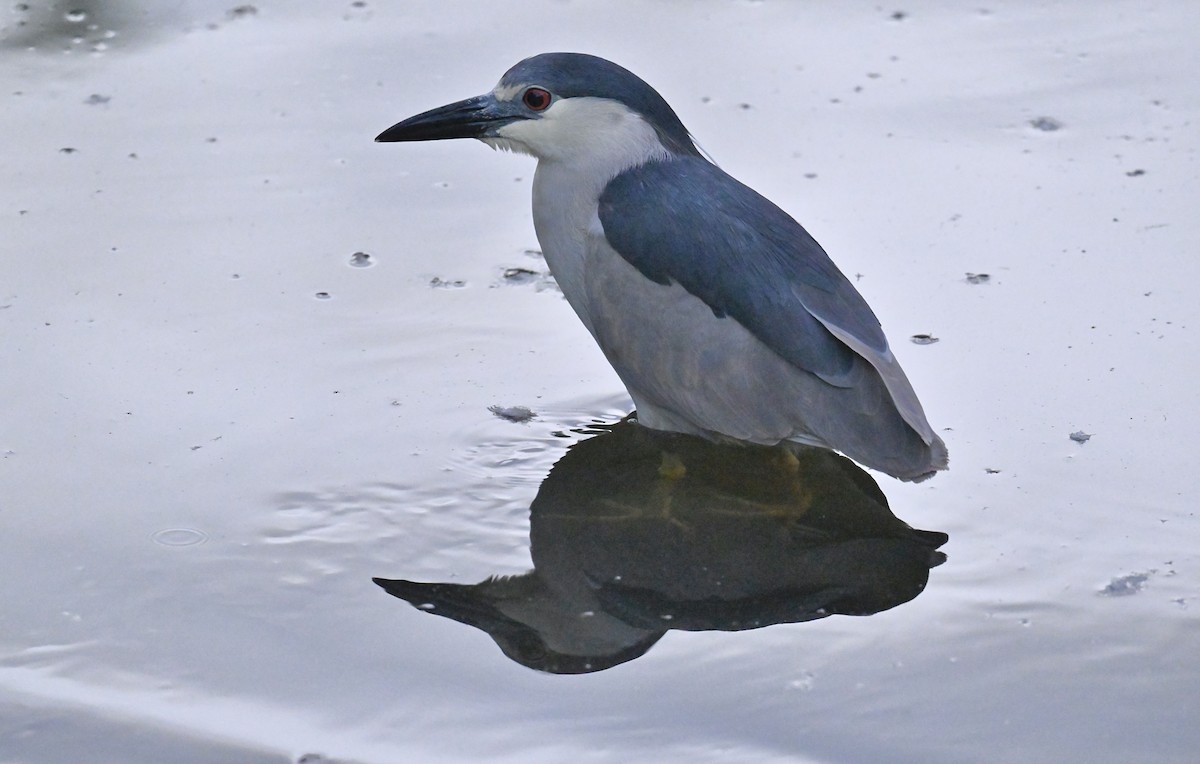 Black-crowned Night Heron - ML620776266