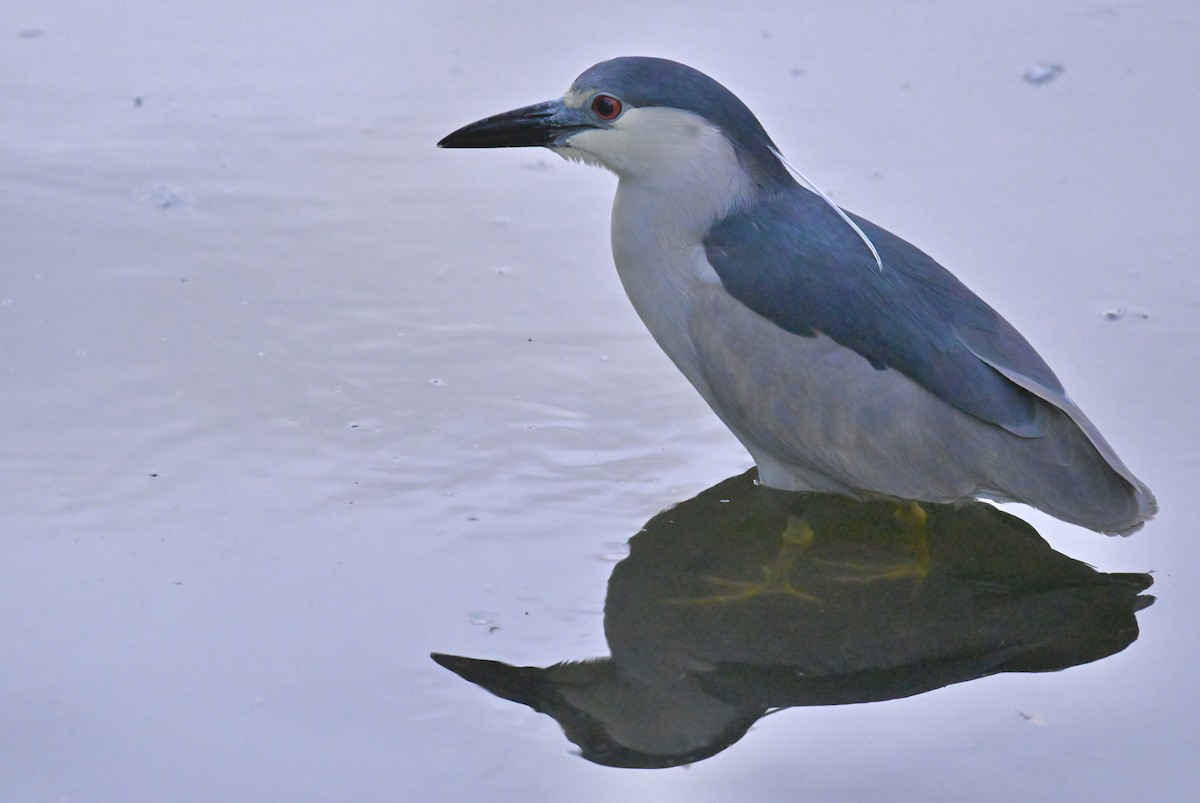 Black-crowned Night Heron - Nui Moreland