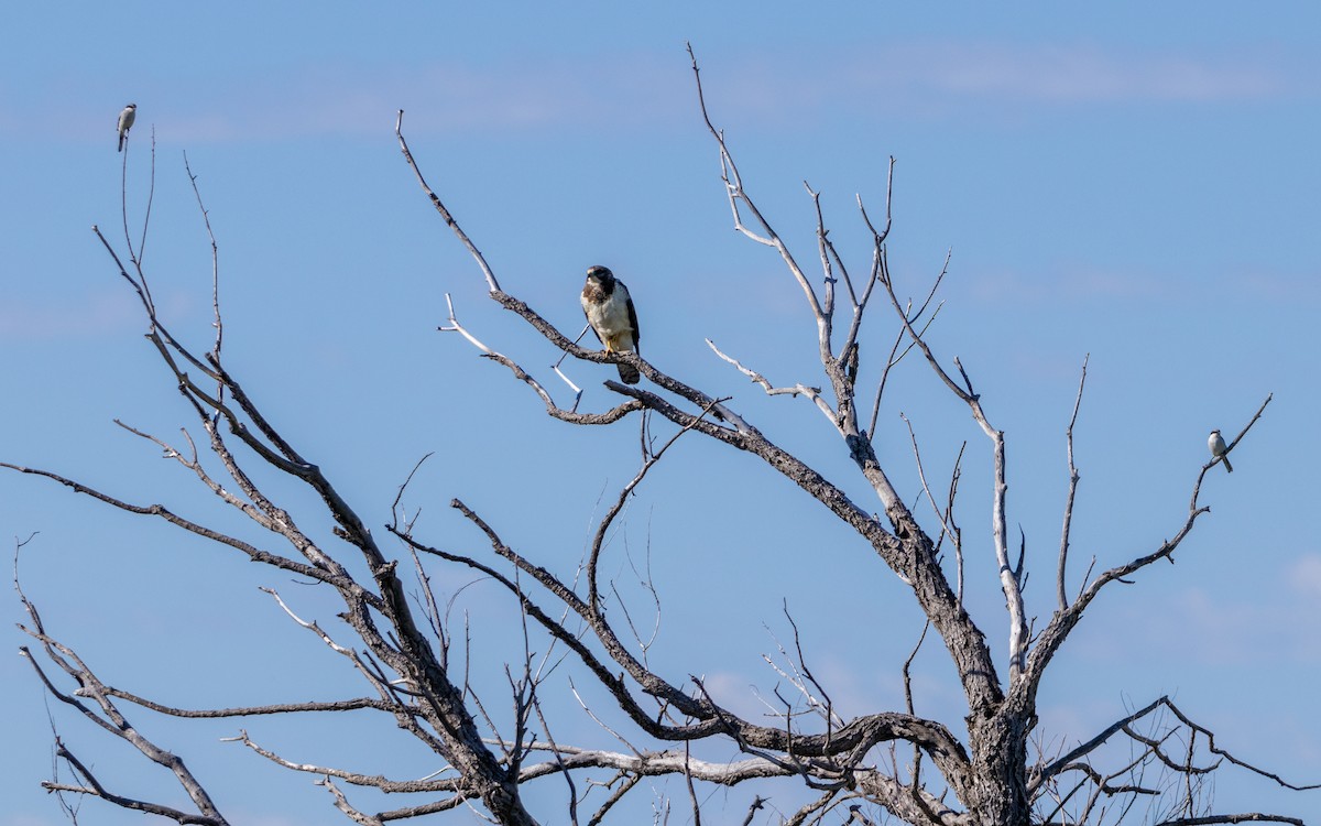 Loggerhead Shrike - ML620776268