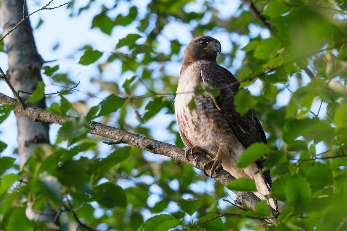 Rotschwanzbussard - ML620776272