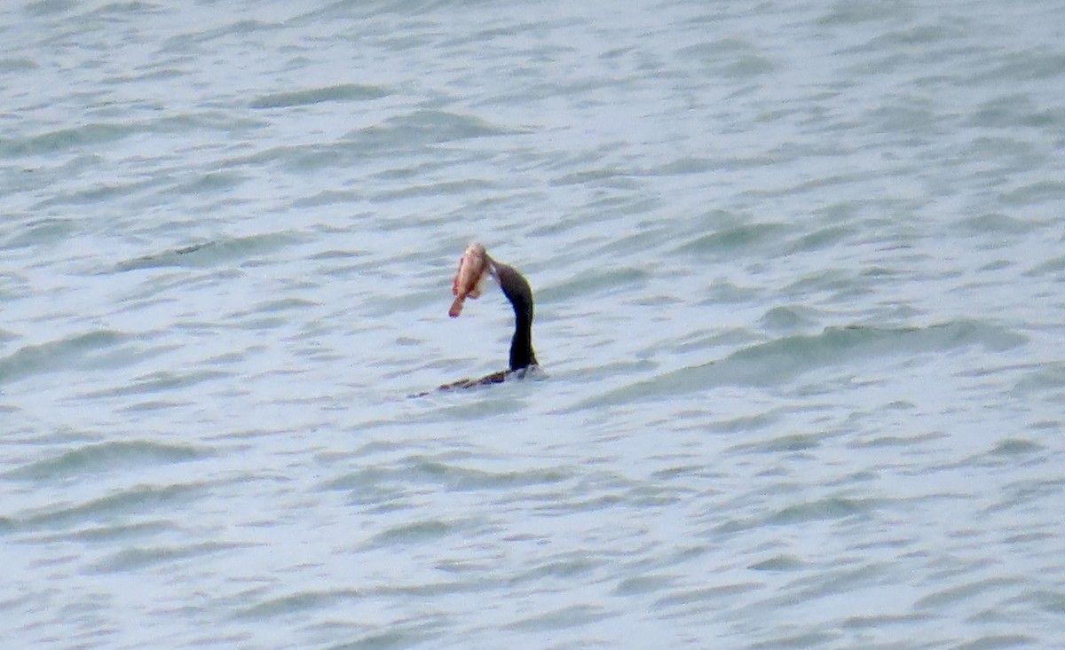 Double-crested Cormorant - ML620776275