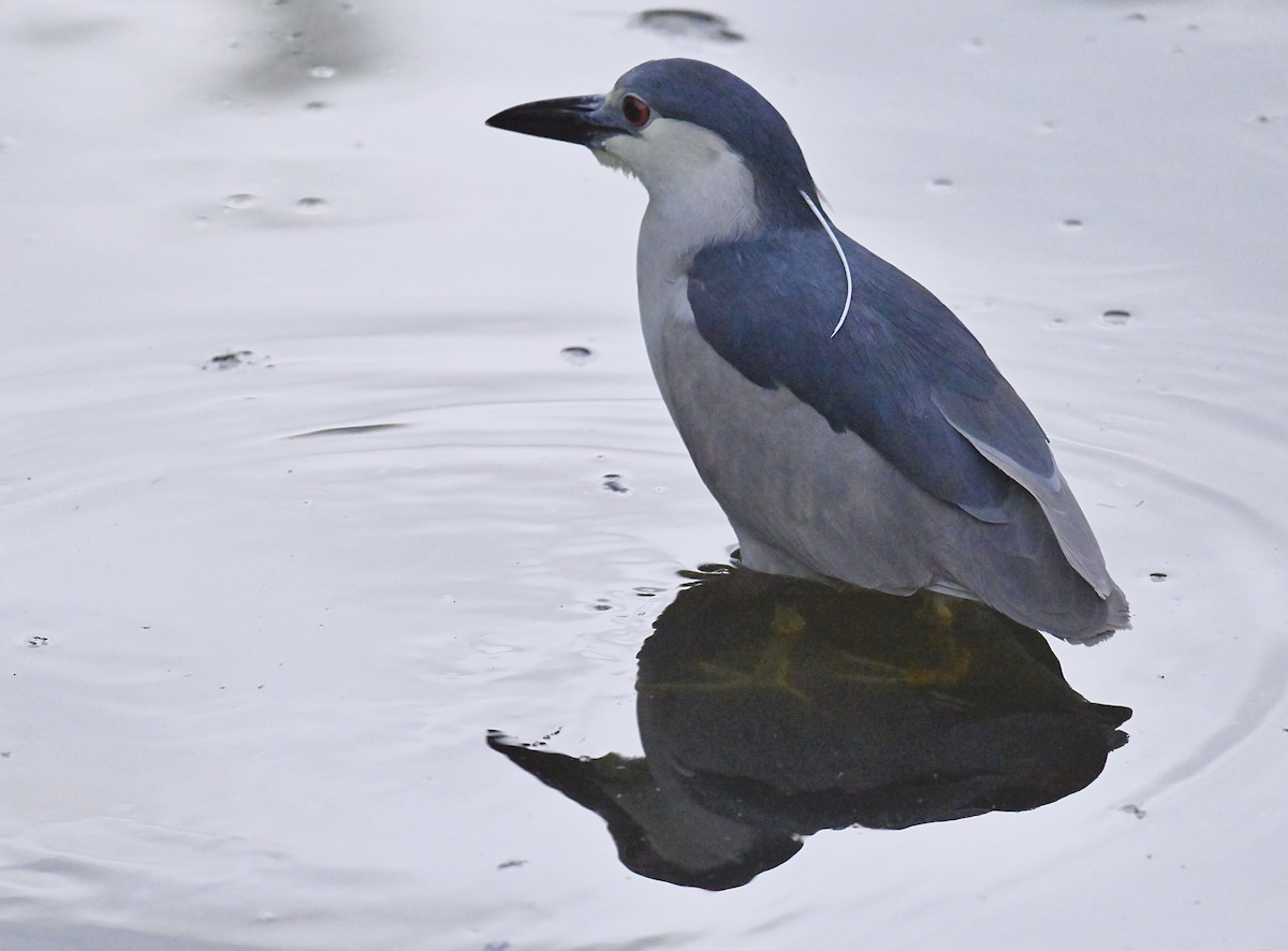 Black-crowned Night Heron - ML620776277