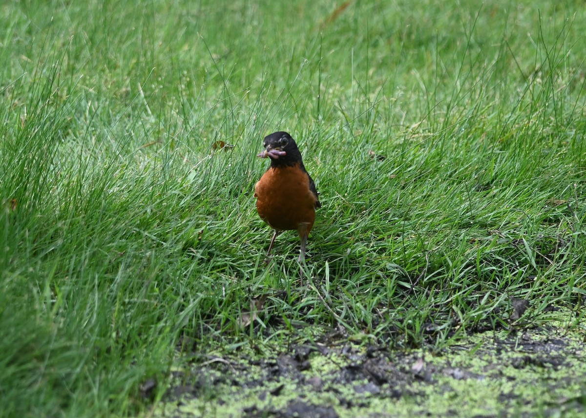 American Robin - ML620776281