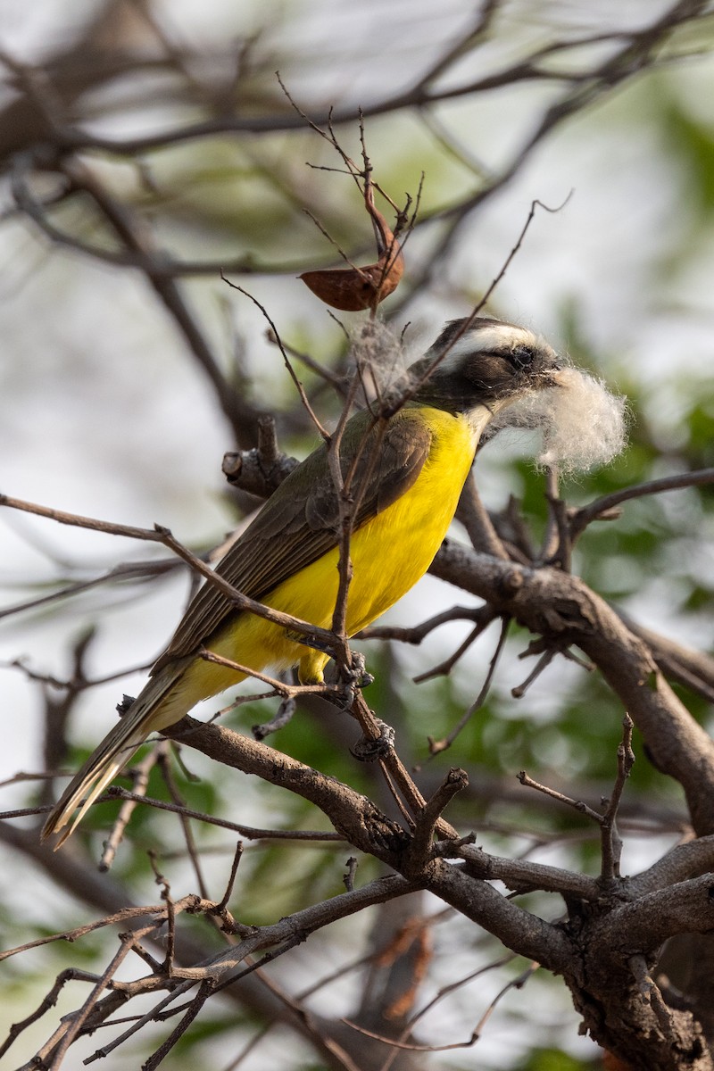 Great Kiskadee - ML620776282