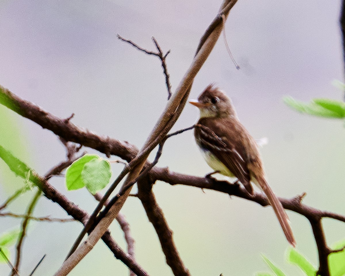 Pileated Flycatcher - ML620776287