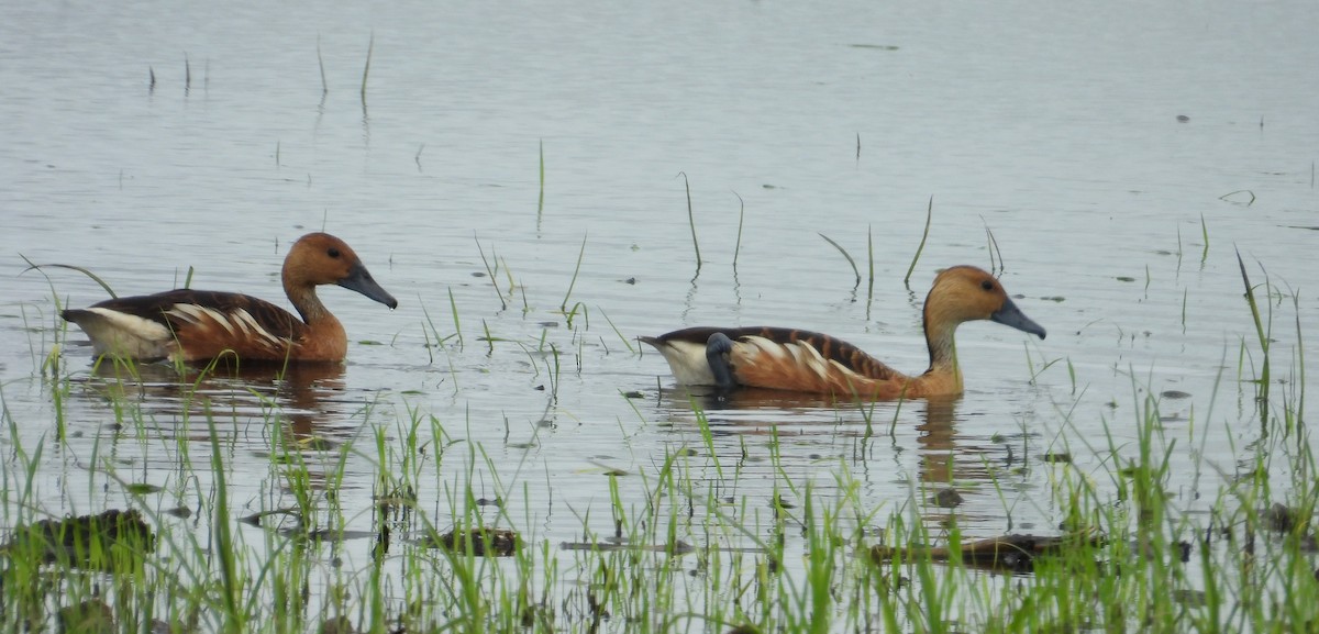 Fulvous Whistling-Duck - ML620776288