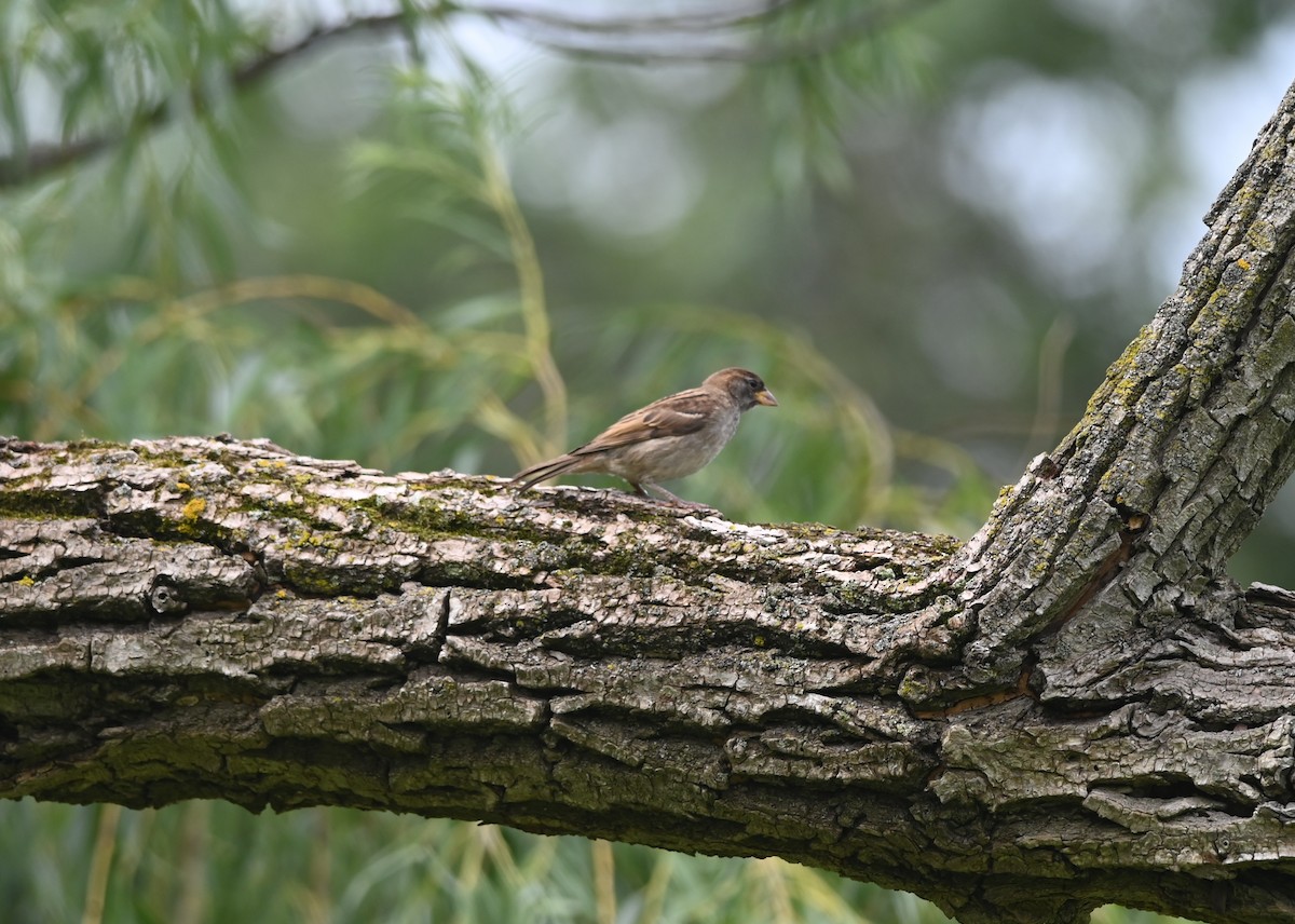 Moineau domestique - ML620776295