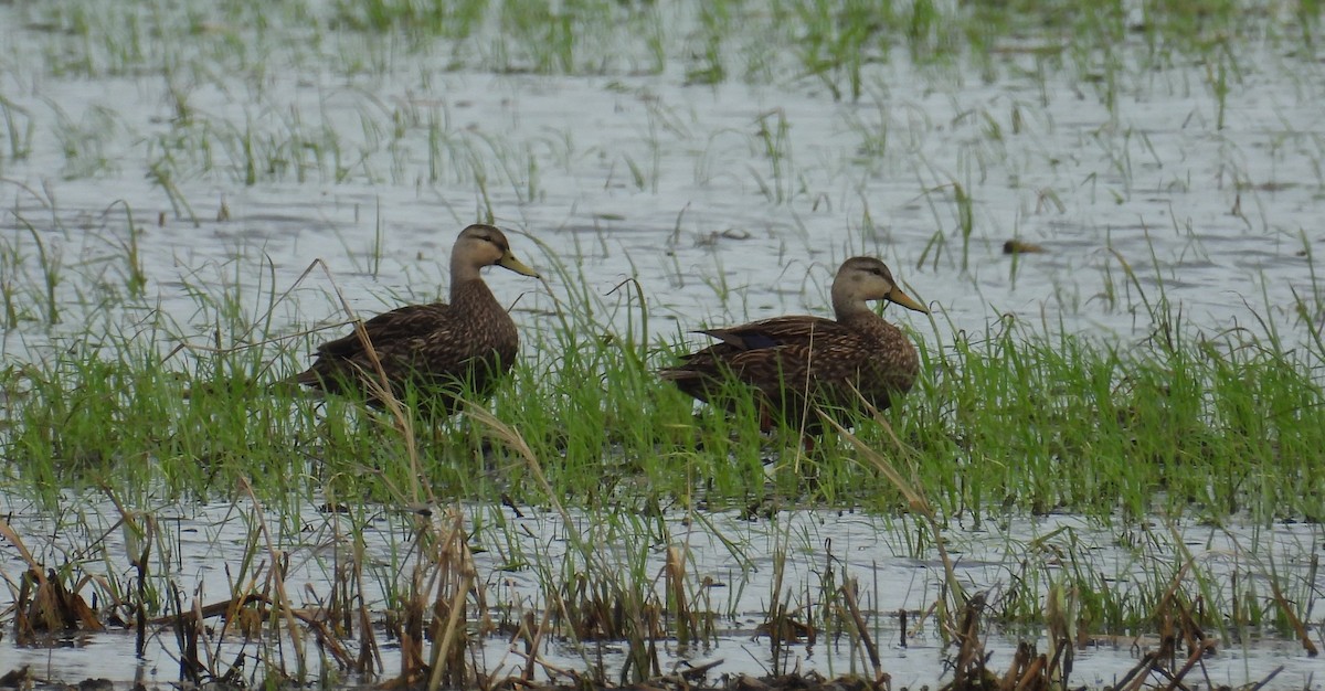 Mottled Duck - ML620776297