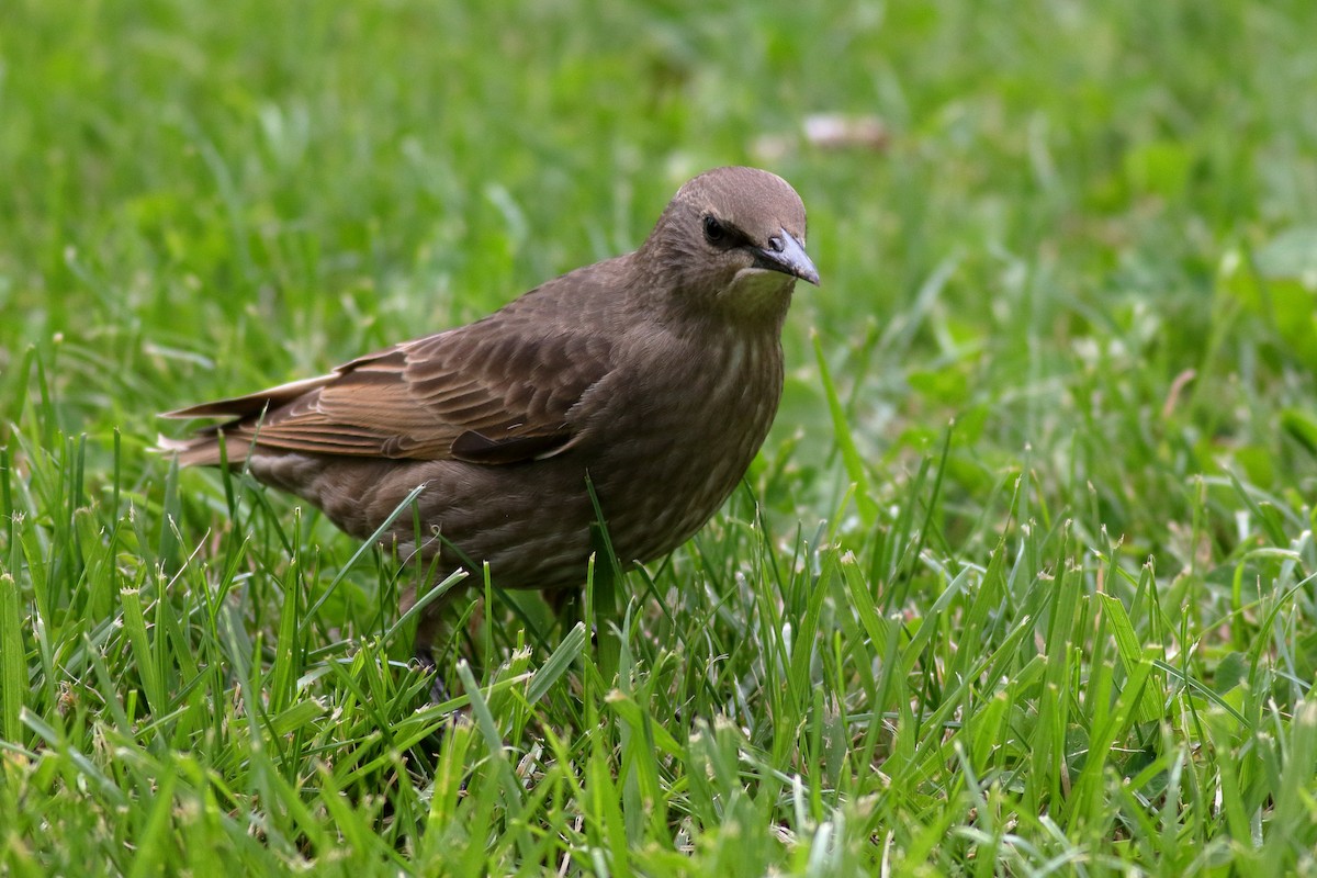 European Starling - ML620776299