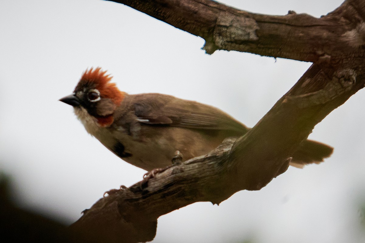 Rusty-crowned Ground-Sparrow - ML620776304