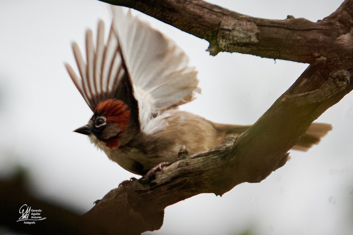 Rusty-crowned Ground-Sparrow - ML620776306