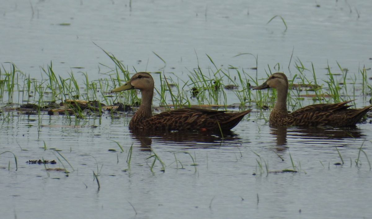 Mottled Duck - ML620776311