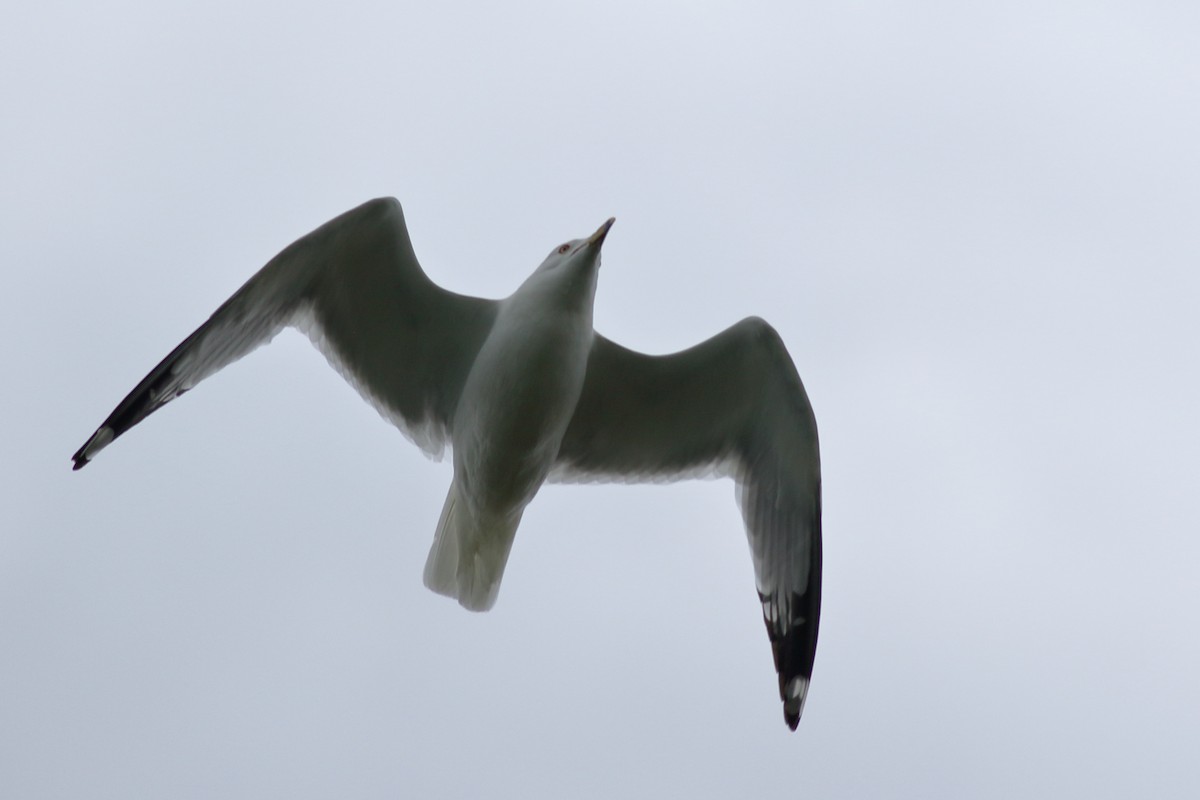 Ring-billed Gull - ML620776313