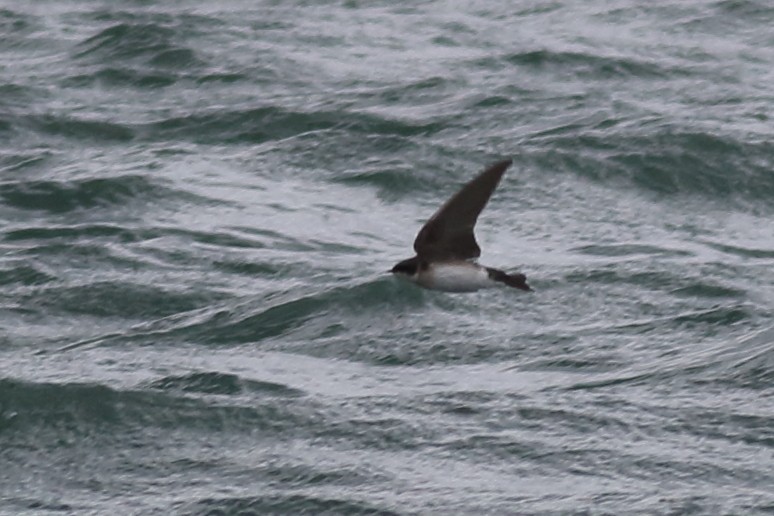 Tree Swallow - ML620776318