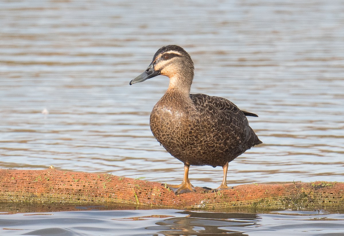 Pacific Black Duck - ML620776319