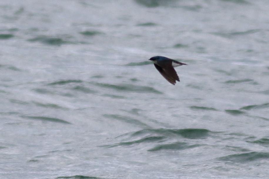 Tree Swallow - Richard Stanton