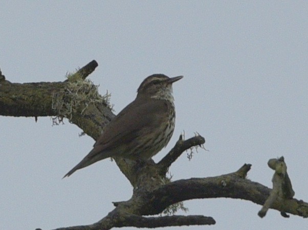 Northern Waterthrush - ML620776321