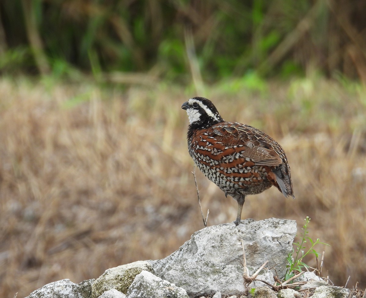 Northern Bobwhite - ML620776323