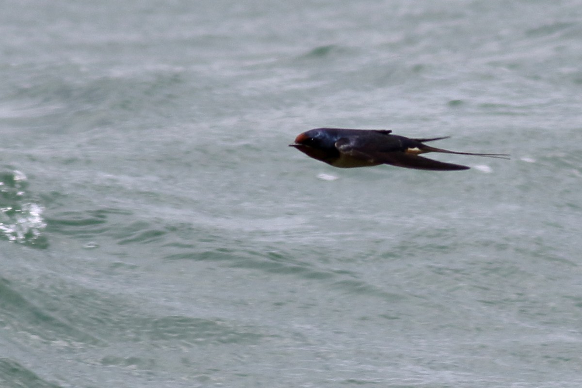 Barn Swallow - ML620776325