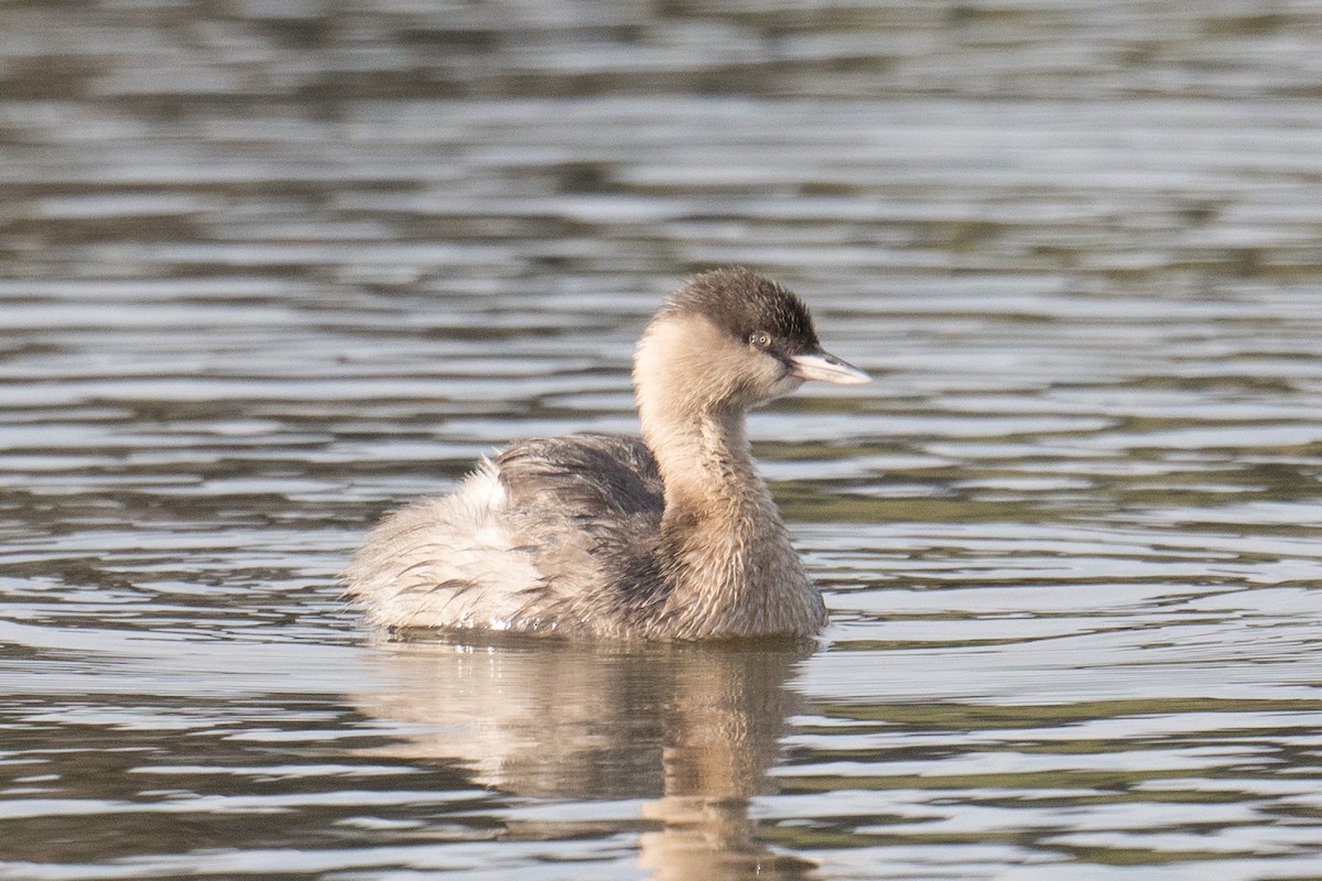 Hoary-headed Grebe - John Daniels