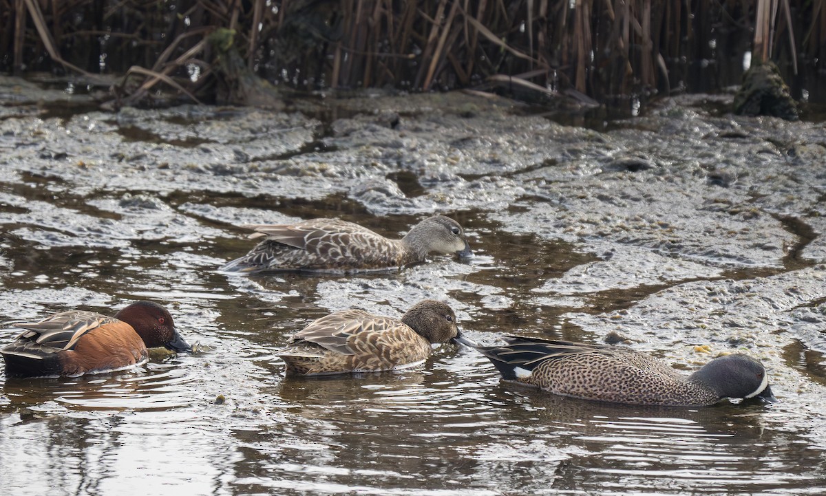 Blue-winged Teal - ML620776332