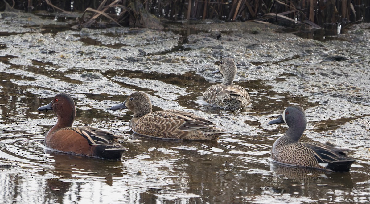 Blue-winged Teal - ML620776337