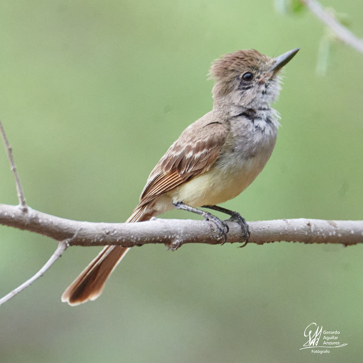 Nutting's Flycatcher - ML620776347