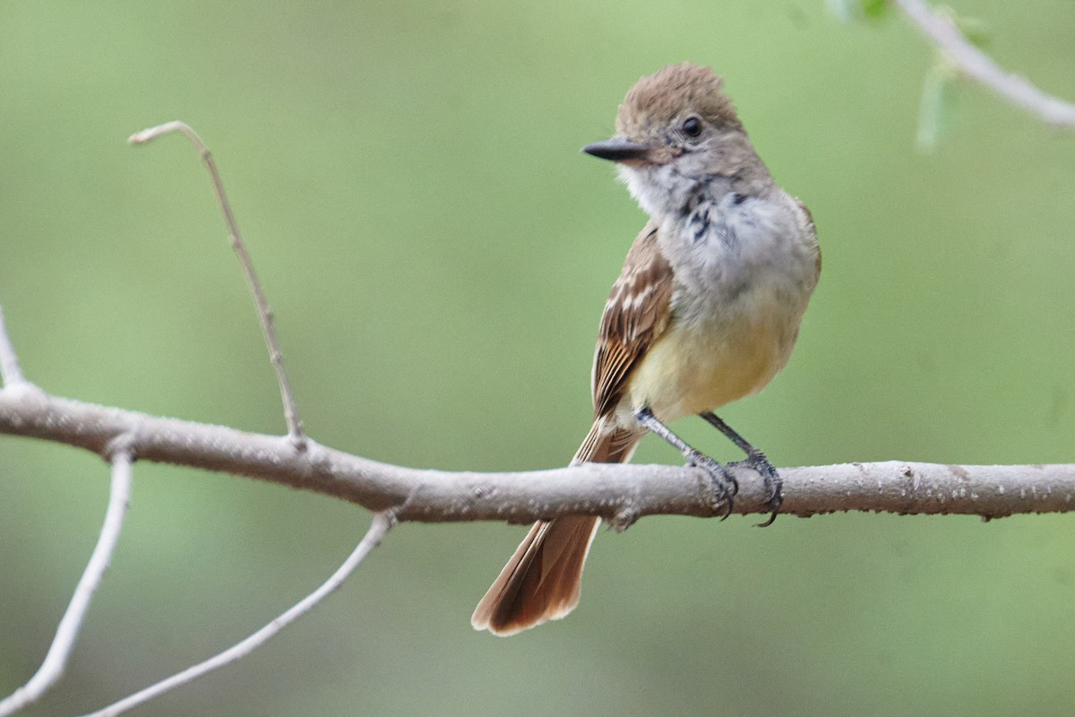 Nutting's Flycatcher - ML620776348