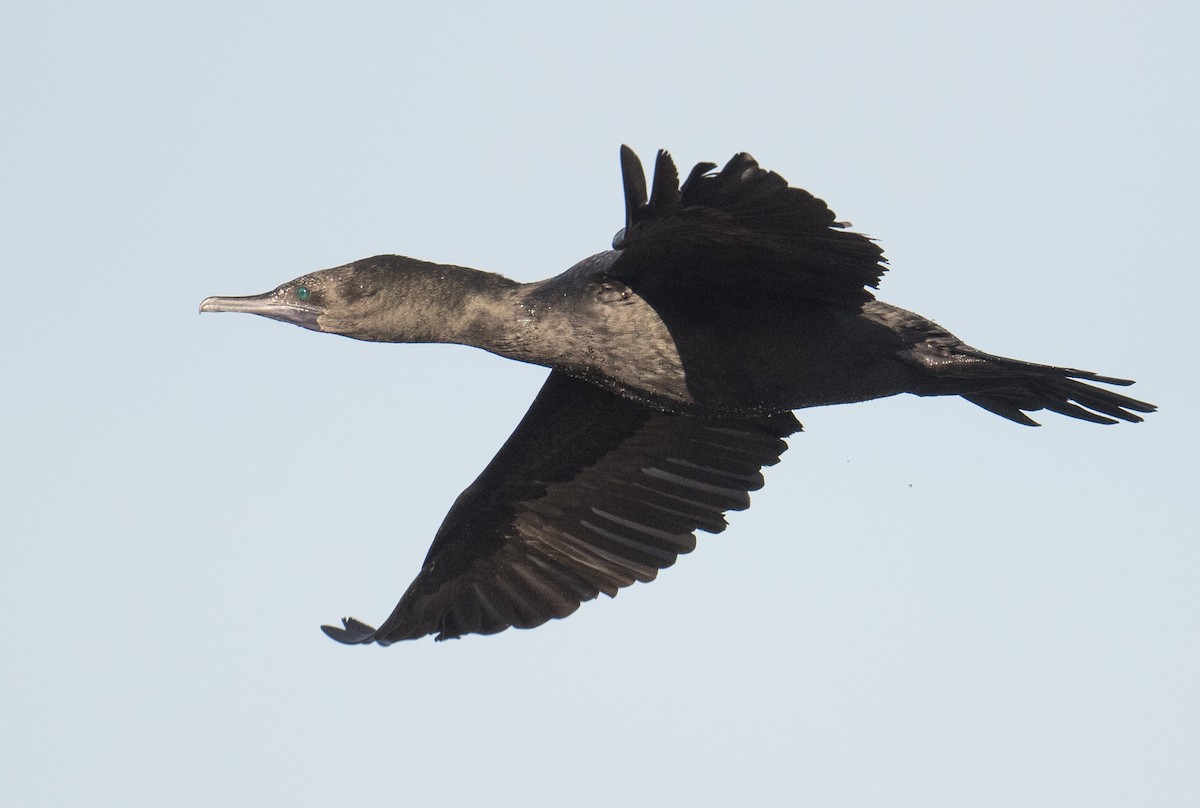 Little Black Cormorant - ML620776349