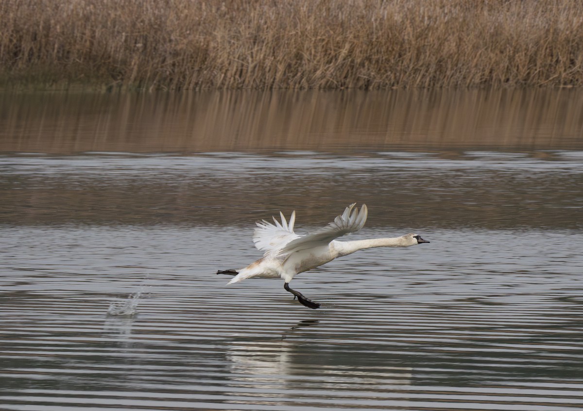 Cygne tuberculé - ML620776351