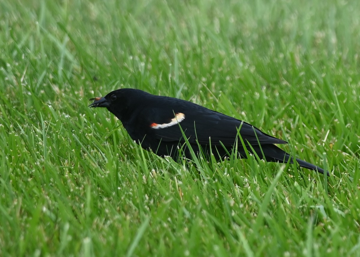 Red-winged Blackbird - ML620776358