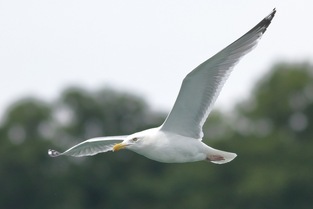 Herring Gull - Richard Stanton