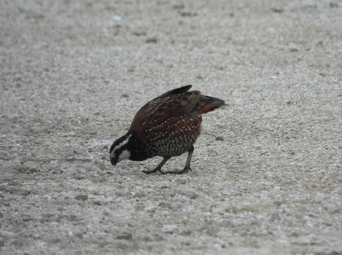 Northern Bobwhite - ML620776362