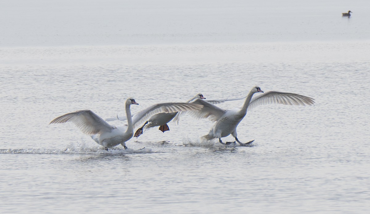 Mute Swan - ML620776363