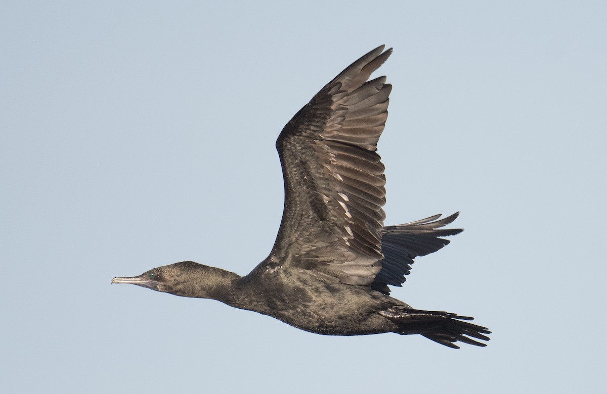 Little Black Cormorant - ML620776368