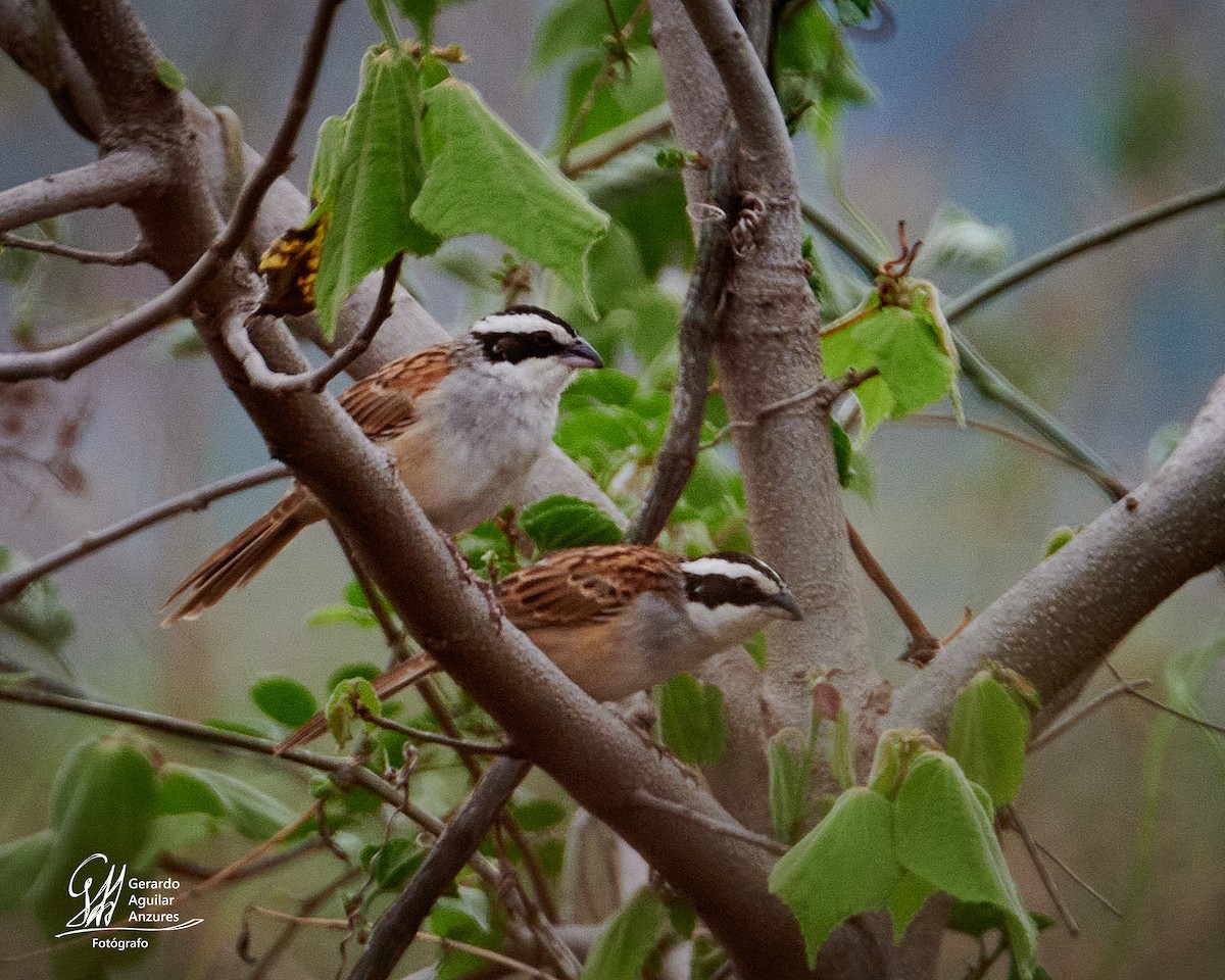 Stripe-headed Sparrow - ML620776371