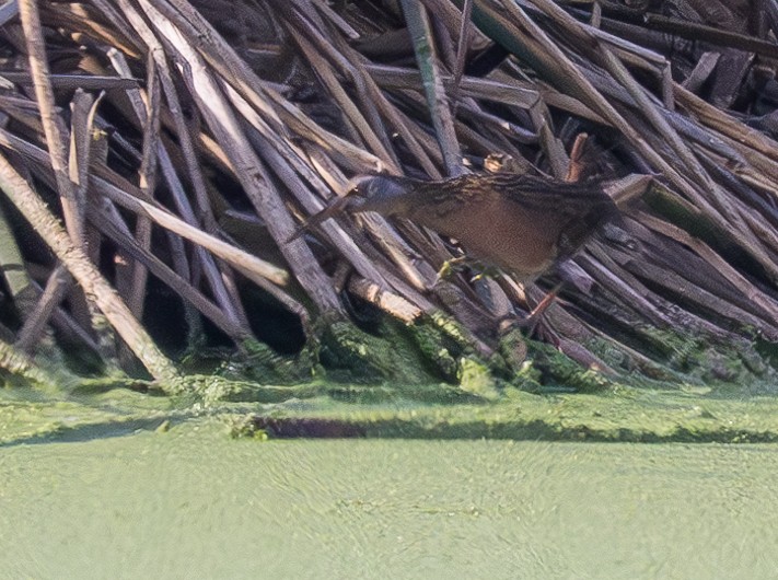 Virginia Rail - ML620776379