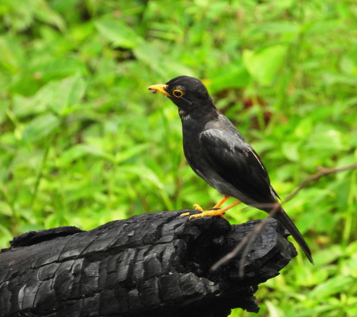 Yellow-legged Thrush - ML620776382