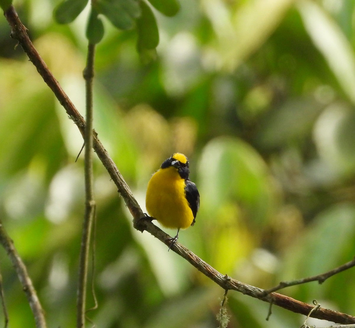 Orange-bellied Euphonia - ML620776384