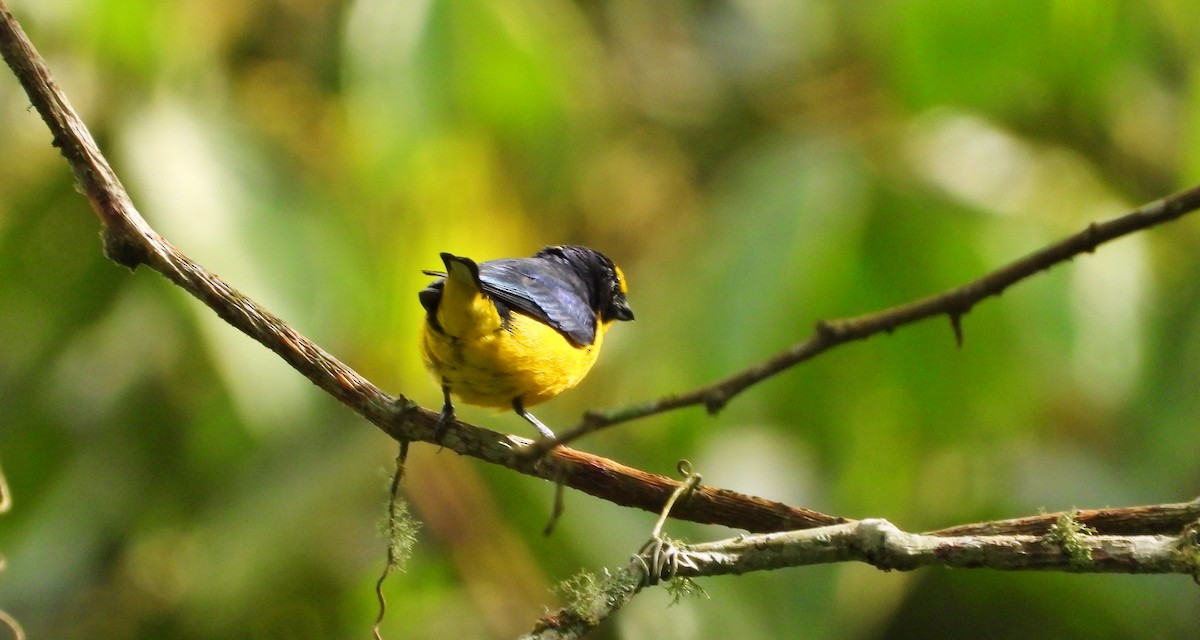 Orange-bellied Euphonia - ML620776386