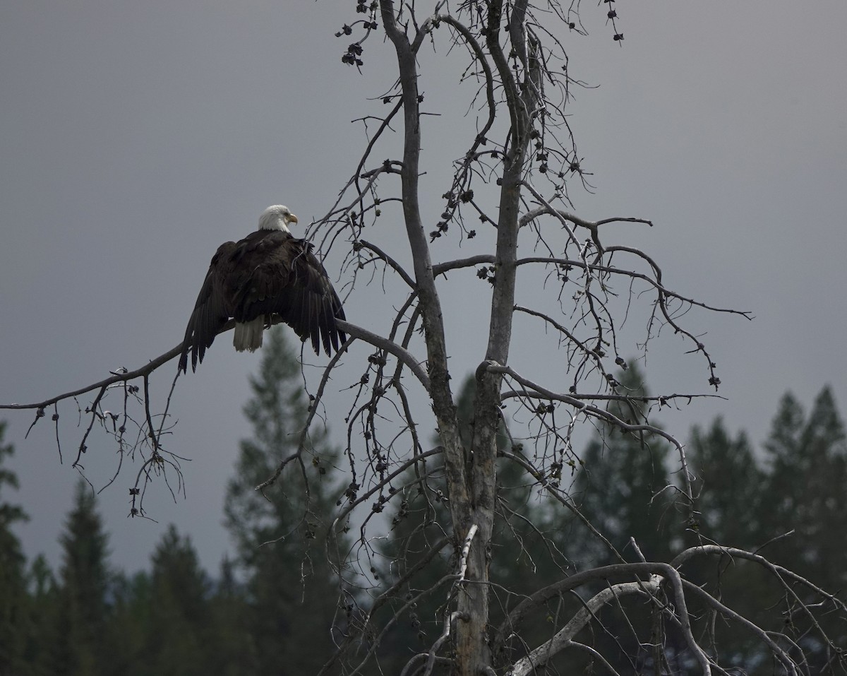 Bald Eagle - ML620776390