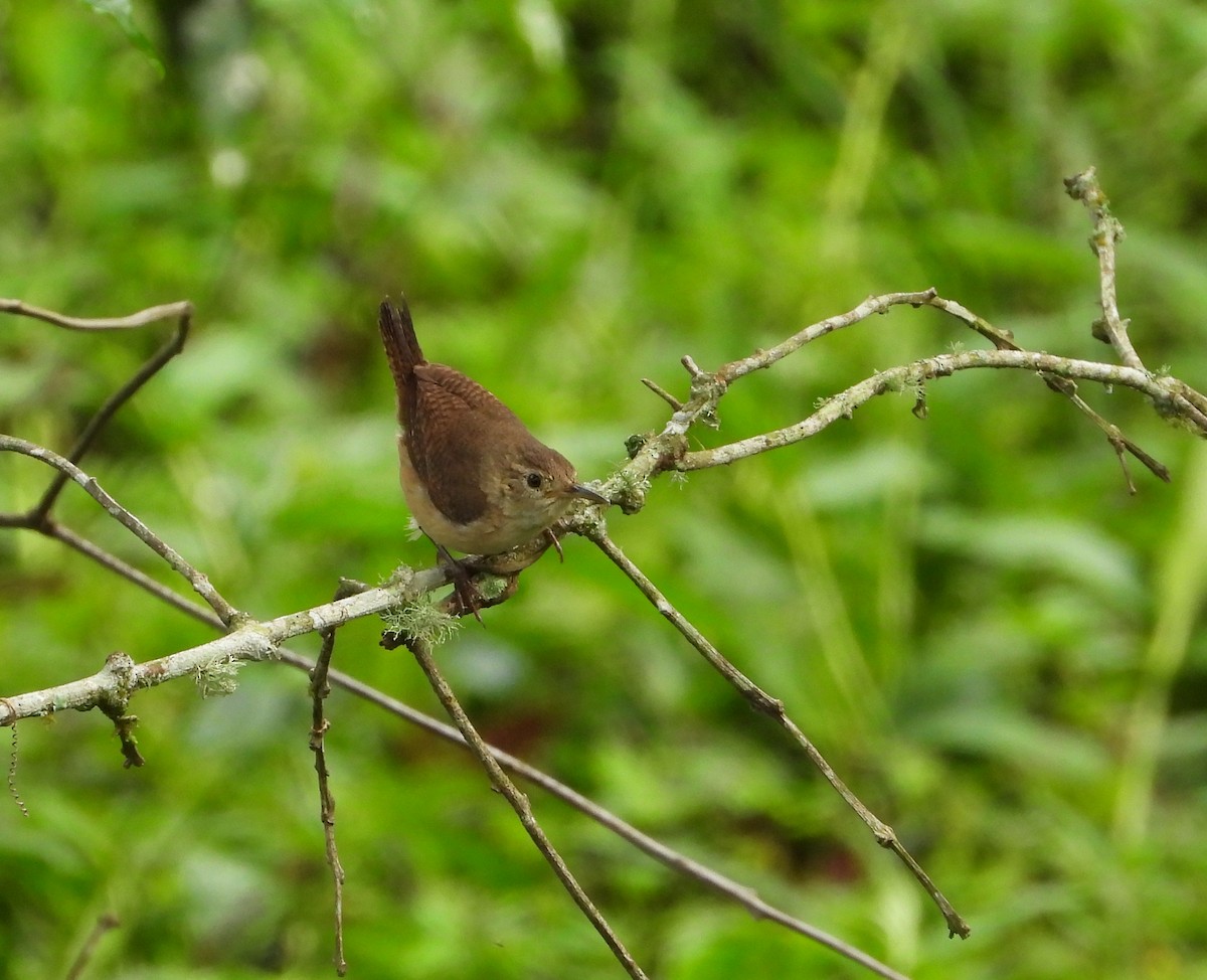 House Wren - ML620776392