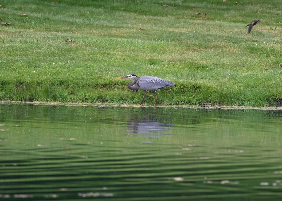 Great Blue Heron - ML620776393