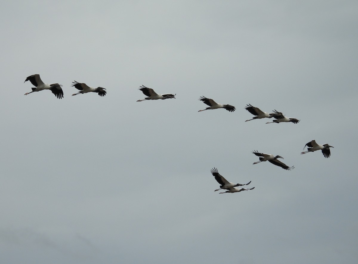 Wood Stork - ML620776398